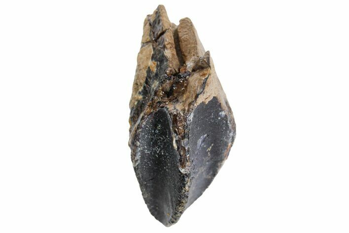 Unworn Triceratops Tooth with Partial Root - Wyoming #356951